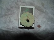 DSC02540.JPG