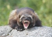 wolverine4.jpg