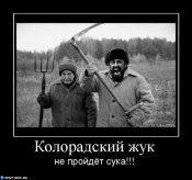 Колорадский-жук-не-пройдёт-сука-695x652.jpg