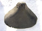 IMG_3786.JPG