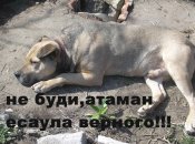 тарс.jpg