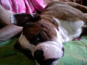 Snapshot_20130607_1.JPG