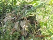 DSCN3137.JPG