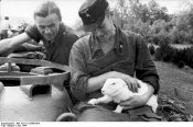 Bundesarchiv Bild 101I-721-0398-06A, Frankreich, Panzersoldaten mit Hase.jpg