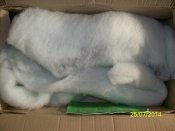 100_1170.JPG