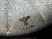 IMG_4375.JPG