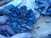 Черепаха (7).JPG