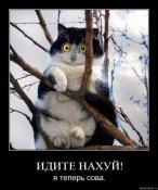 Сова.jpg
