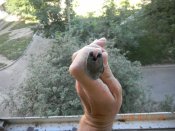 Штык-ножи, каска и гильза 017.jpg