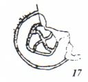 svas11.jpg