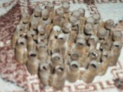 100_2114.JPG