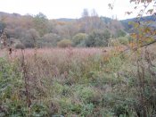 IMG_8081.JPG