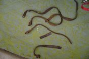 DSC04313.jpg