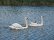 IMG_1691.jpg