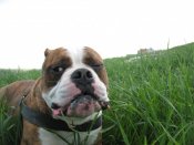 IMG_1325.jpg