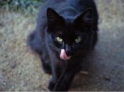 кош.jpg