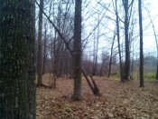 IMG_20141116_120345.jpg