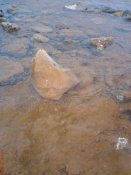 DSC00439.jpg