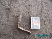 IMG_2423.jpg