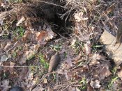 IMG_2705.jpg