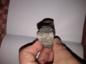 мотыга (1).jpg