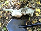 DSC00045.jpg