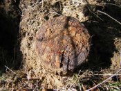 Изображение 388.jpg