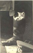 Cat.jpg
