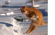lopatoCat.jpg