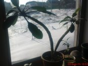 DSC03097.JPG