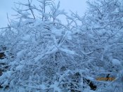 IMG_1408.JPG
