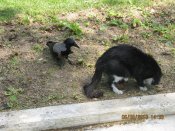 IMG_0945.jpg