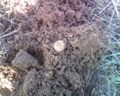 IMG3334A.jpg