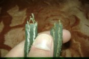 DSC04665.jpg