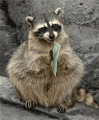post-327951-1243313252.gif