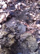 IMG_20150223_205855_16.jpg