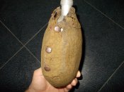 DSCN4602.JPG