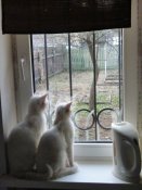 коты (1).JPG