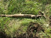 ствол на воле.jpg