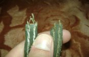 DSC04665.jpg
