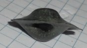 DSC00277.JPG