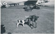 Hunde Rolf und Schiko.JPG