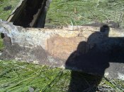 11062010022.jpg