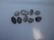 DSC02417.jpg