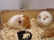1277505611_800px-guinea_pig_yawns.jpg