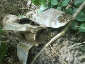 DSC00325.JPG