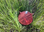 IMG_20150510_083058.jpg