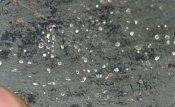 DSC_3123.JPG