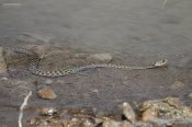 natrix-tessellata_04.jpg