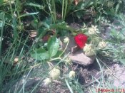 DSC03528.JPG